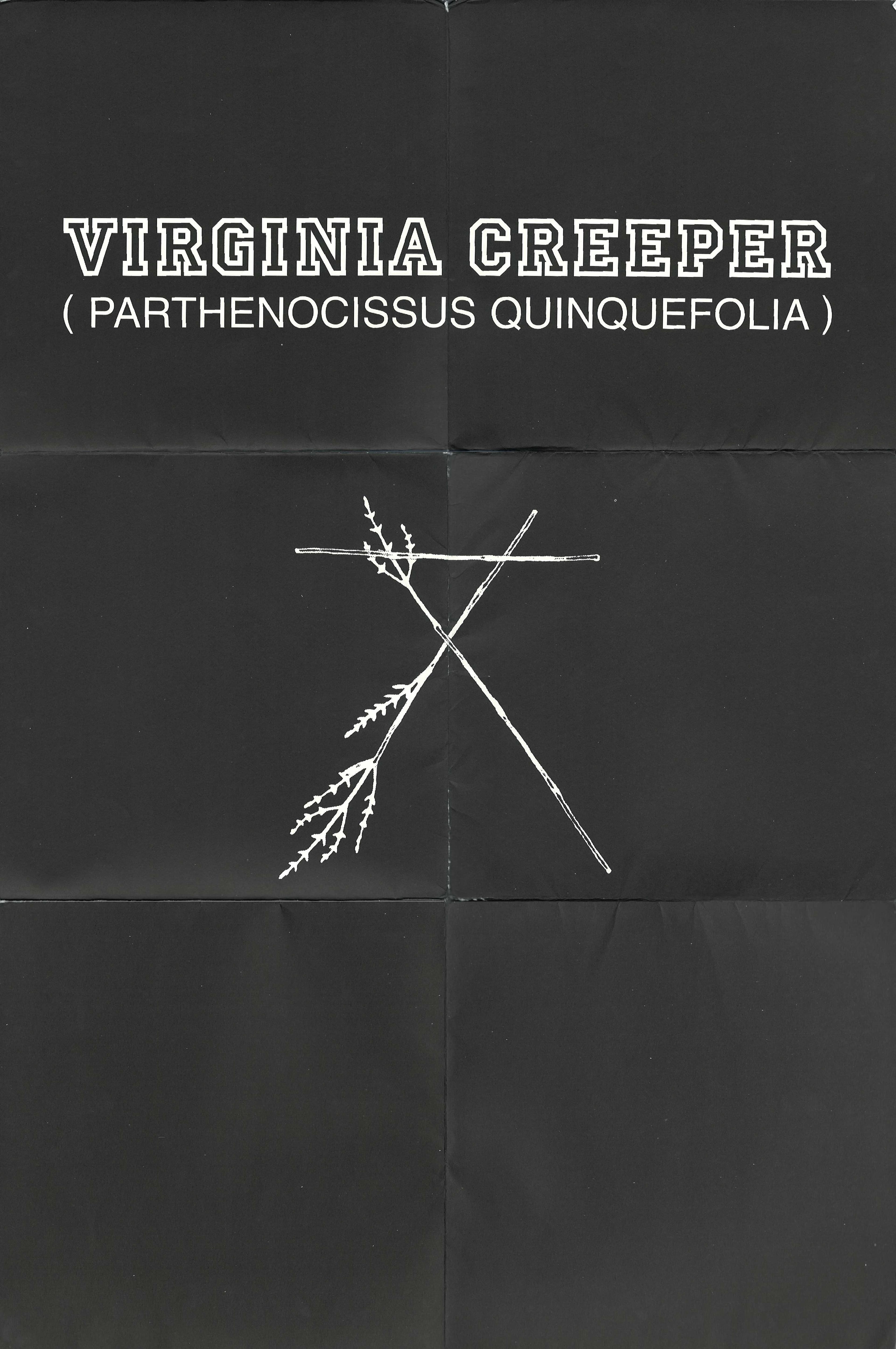 header photo from 'A/W 2002 'Virginia Creeper' Catalog'